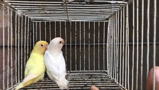 love birds Albino red eye Creamino Decino