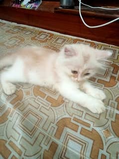 Persian kittens available 0