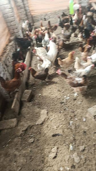 golden misri chick's Desi chicks chochy choozy farming 2