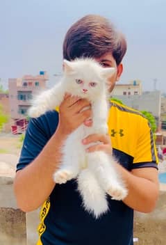 Punch Face Female Triple Coat Persian kitten Available