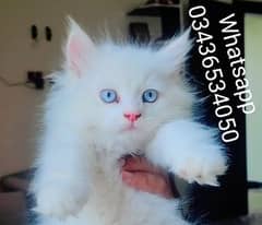 Persian Blue Eyes Female Kitten