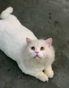 Persian Cat for sale