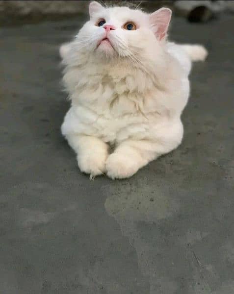 Persian Cat for sale 2