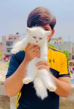 Punch Face Female Triple Coat Persian kitten Available
