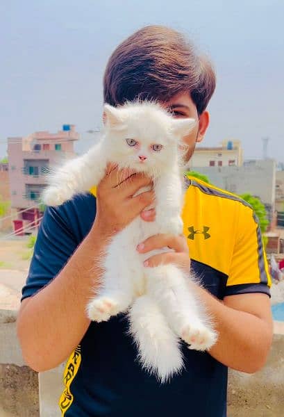 Punch Face Female Triple Coat Persian kitten Available 0