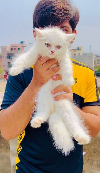 Punch Face Female Triple Coat Persian kitten Available 1