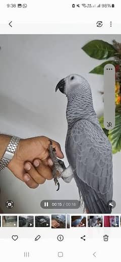 African grey DNA k sath male Age 12 manth
