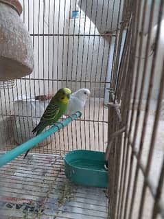 Budgies pair 0