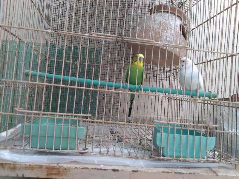 Budgies pair 2