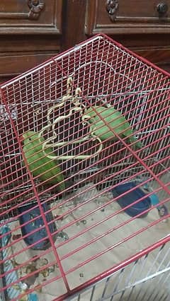 6-7 Months Parrot Babies without Cage