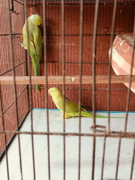 Condition: Excellent health
- Includes: 3 pairs of Ringneck parrots 0