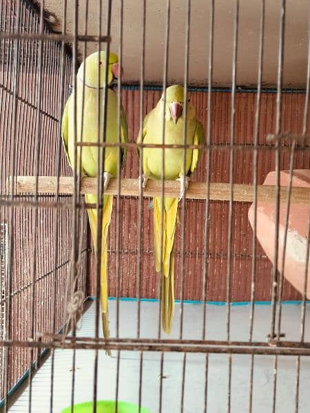 Condition: Excellent health
- Includes: 3 pairs of Ringneck parrots 1