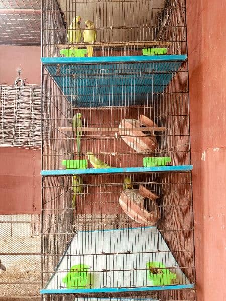 Condition: Excellent health
- Includes: 3 pairs of Ringneck parrots 3
