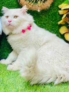 Persian Fluffy beatiful male