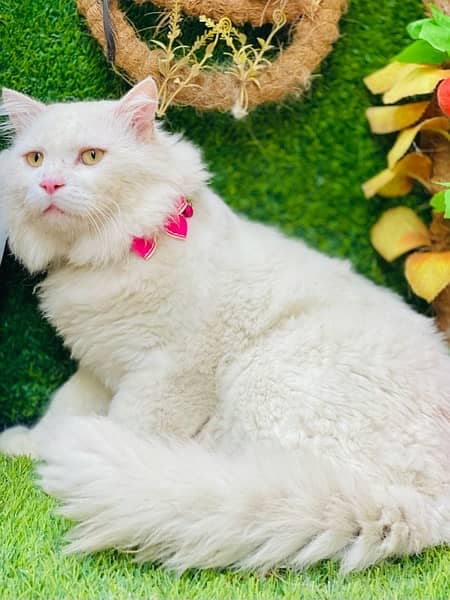 Persian Fluffy beatiful male 2