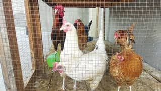 Egg lying Hens for sale 0