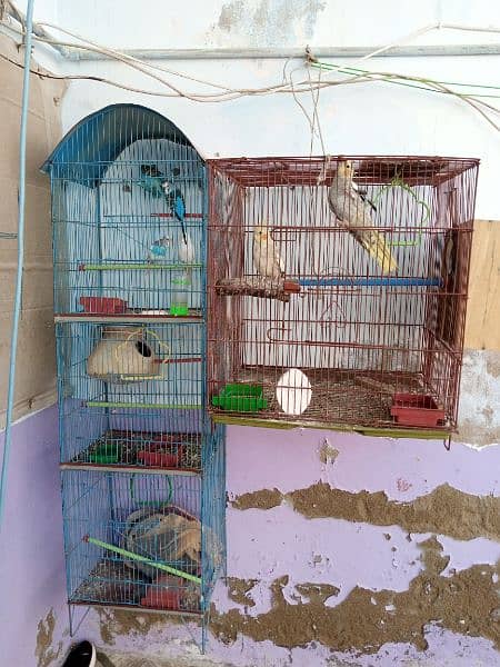 Cokatiel, Fisher and budgies and 2 cages 0