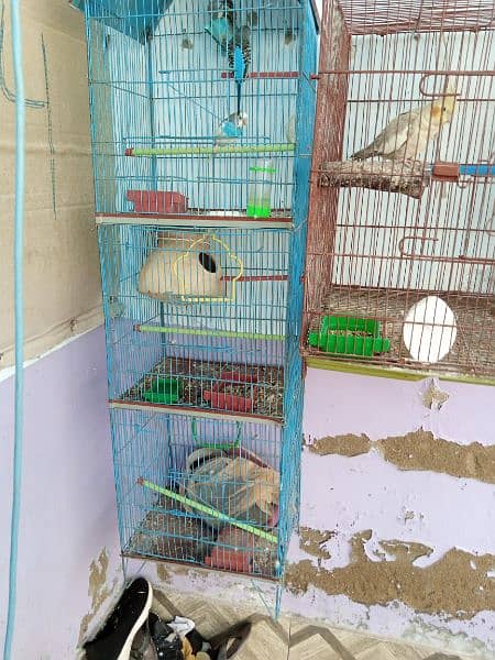 Cokatiel, Fisher and budgies and 2 cages 1
