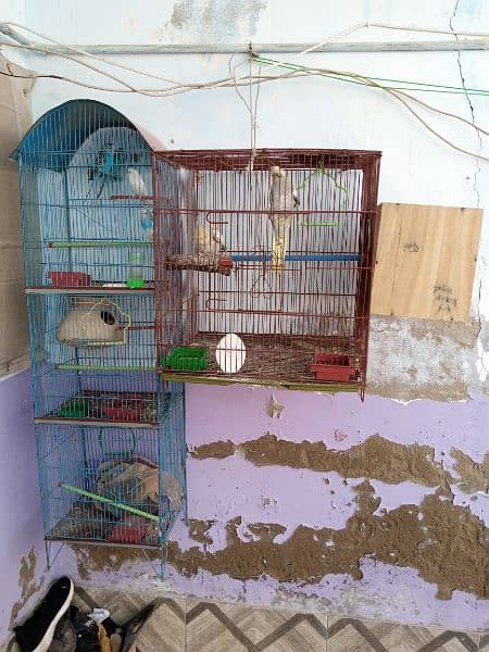 Cokatiel, Fisher and budgies and 2 cages 2