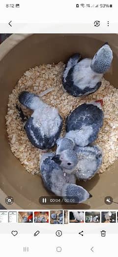 African grey cango Baby price one Chicks