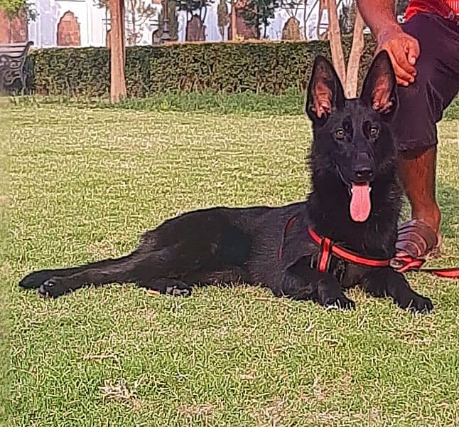 Black German shepherd double coat full security guard female  for sale 2