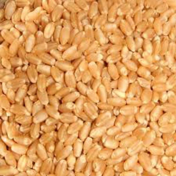 Gandum Wheat available Gharelo Istelmal Keliye 6 mann available 0