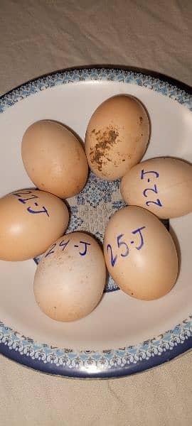 Heera Aseel Eggs 100% fresh and fertile 0