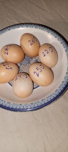 Heera Aseel Eggs 100% fresh and fertile 1
