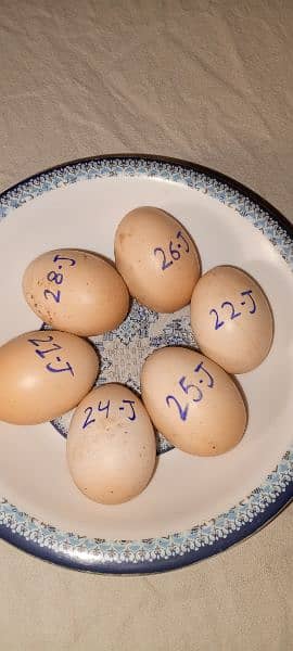 Heera Aseel Eggs 100% fresh and fertile 2