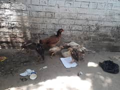 Aseel Quality Hen with Six chicks