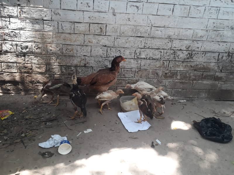 Aseel Quality Hen with Six chicks 0