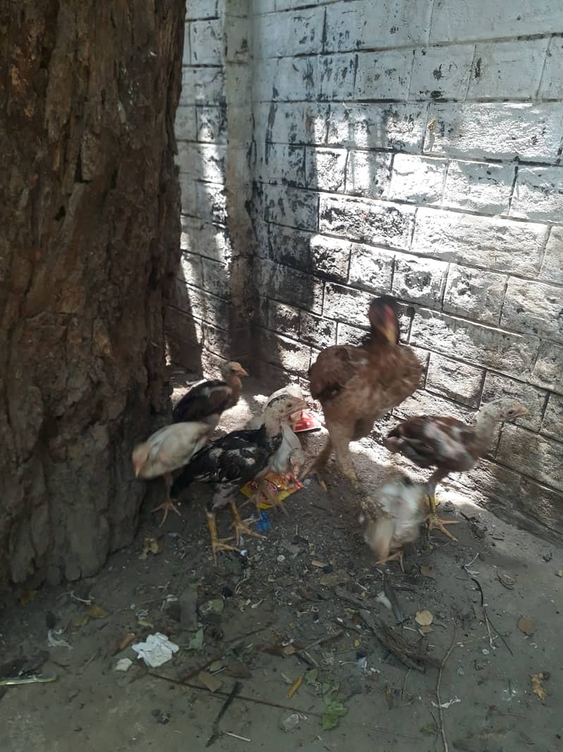 Aseel Quality Hen with Six chicks 1