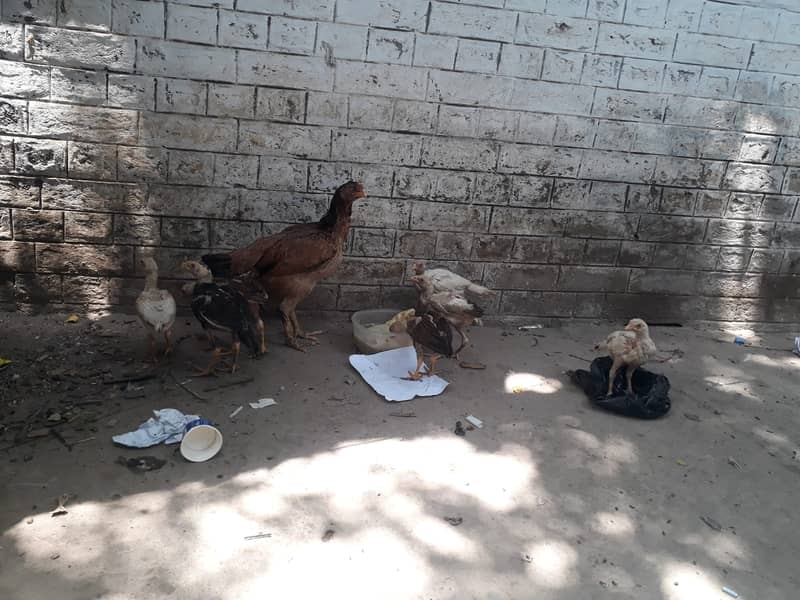 Aseel Quality Hen with Six chicks 2