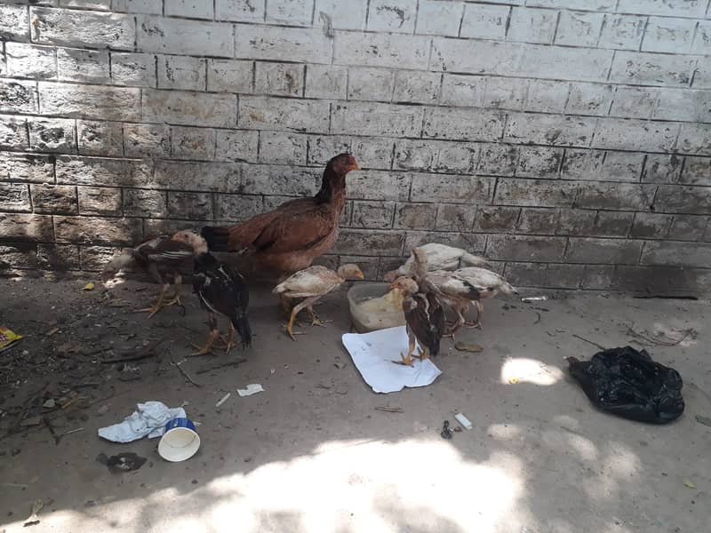 Aseel Quality Hen with Six chicks 3