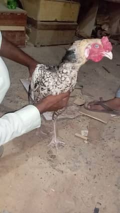 aseel mianwali chicks jawa male aseel female 0