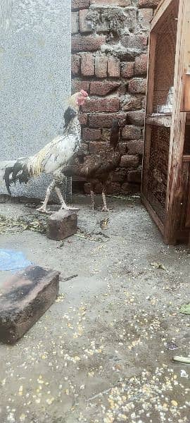 aseel mianwali chicks jawa male aseel female 11