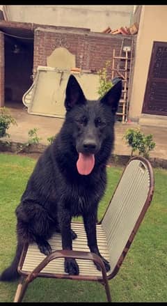 belgian shepherd medium coat 14 months !