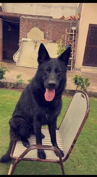 belgian shepherd medium coat 14 months ! 0