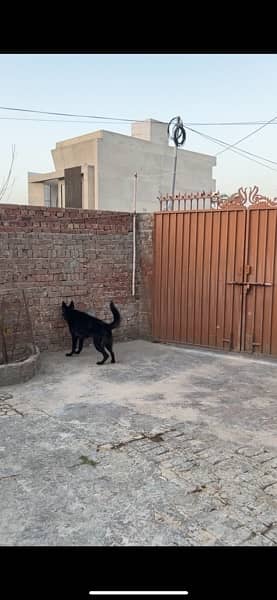 belgian shepherd medium coat 14 months ! 3