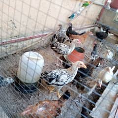 Golden misri chicks for sale. . .