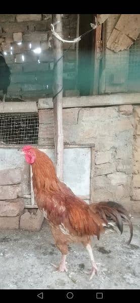 Aseel/Austrolorp/red desi Male For Sale 2