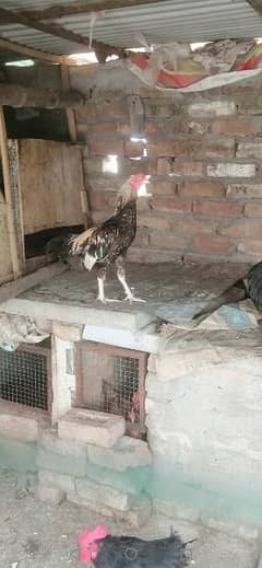 Aseel  desi Male For Sale