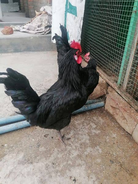 Aseel/Austrolorp/red desi Male For Sale 5