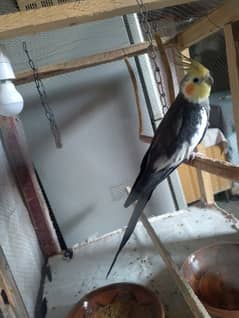 Gray male cocktail available Contact:(03165966651)