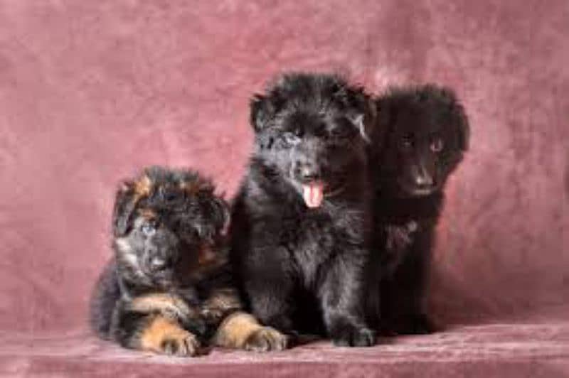 Pedigree Black German shepherd puppies for sale 0