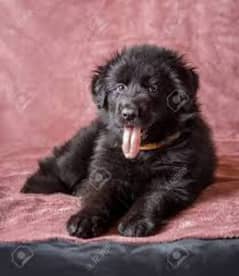 Black German shepherd puppies for sale