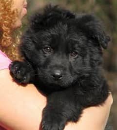 Pedigree Black German shepherd puppies for sale