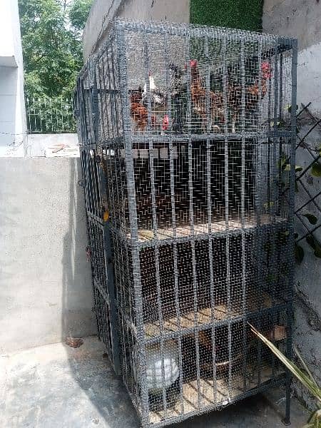 Iron Cage/ Hen Cage 2