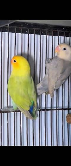 love birds available