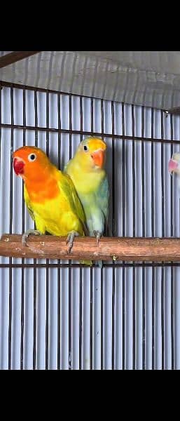 love birds available 4